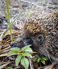 a large hedgehog face with an eye