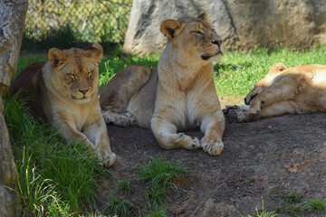 lion and lioness