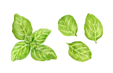 バジルの水彩イラスト