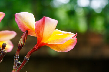 Side view of Beautiful Yellow and white color Plumeria Rose flower bloomed at garden in Bangladesh