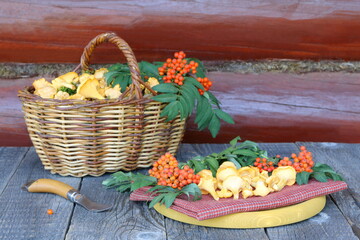 Fototapeta na wymiar A fresh chanterelle mushrooms with forest berries are on a table against wooden background. 