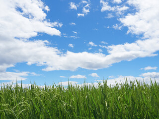 8月（夏）、実り始めた稲と青空・雲の風景 ローアングル
