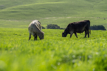 Speckled park calf, Murray grey and Angus cows grazing on lush pasture.