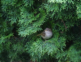 garden,hedge,habitat,sparrow