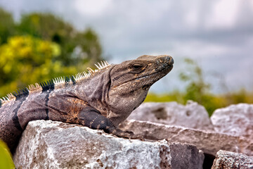 Black Spiny Tailed Iguana  Ctenosaura similis