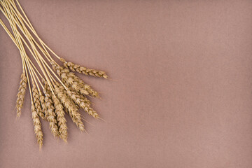 Small bunch of spikelets of wheat hanging from top, isolated on brown background. Flat lay.