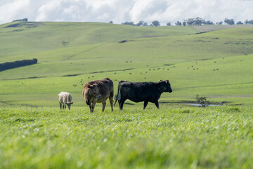 Murray grey and Angus cows grazing on lush pasture. while they enjoy the sun with the over cattle...