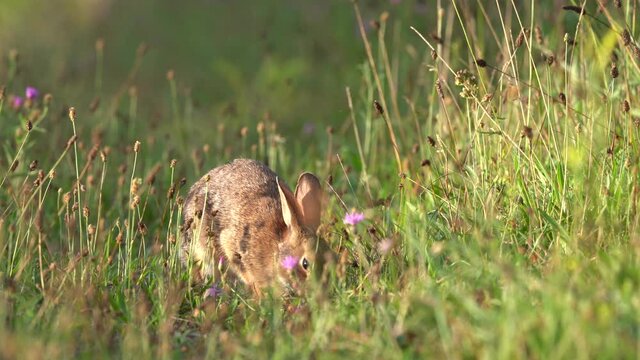 A wild rabbit grazing in a grassy field on a warm summer morning.