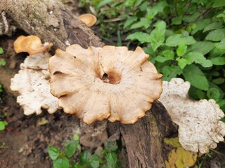 Wild  fungus. Fungus on Decaying tree Wood. Bracket fungus on tree bark. A fungus is any member of...