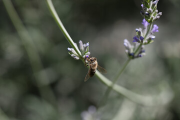 Bees collecting nectar in a green field. High quality photo