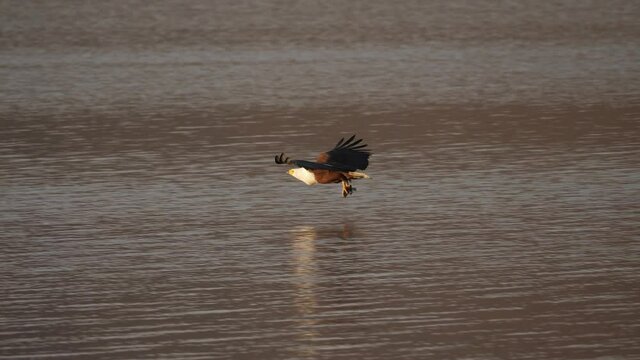 African Fish Eagle with fish in talons flies over water and perches on dead tree