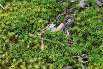 Naklejka na ściany i meble Moss forest background, natural green background, common haircap moss closeup.