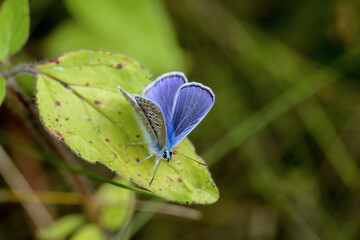 Ein Bläuling sitzt auf dem Blatt eines Busches.