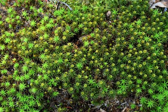 Moss forest background, natural green background, Polytrichum commune closeup