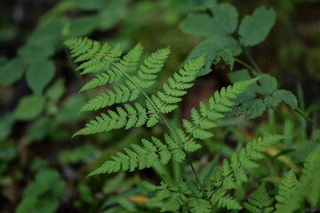 Fern leaves in forest, green fern background, forest background, green background, natural background.