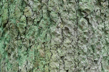 Bark background, pastel green and grey bark, nature background, bark texture, shallow focus, closeup.