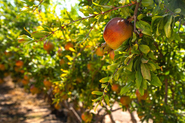 View of the orchard with pomegranate trees with unripe pomegranates on the branches. Selective focus