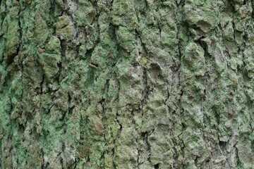Bark background, pastel green and grey bark, nature background, bark texture, deep focus, closeup.