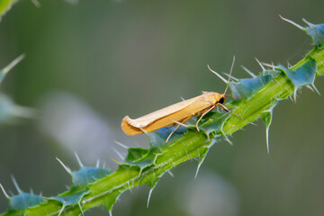 Portrait eines Zünslers oder Tag Falters, Spanners oder Schmetterlings.