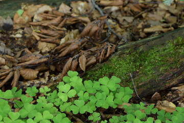 Wood sorrel green leaves in shady forest bedding with moss and dry leaves, forest background.