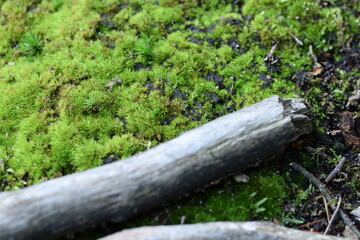Forest background with moss and branches, natural green background.