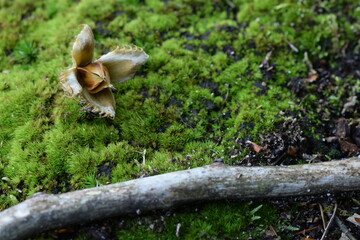 Forest background with moss and fagus nut, wood, green nature background.