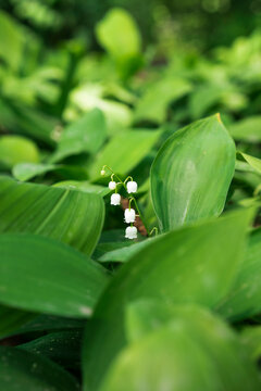 Maylily
