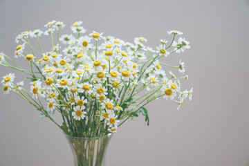 Chamomile and Matricaria flowers in a vase