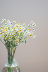 Chamomile and Matricaria flowers in a vase