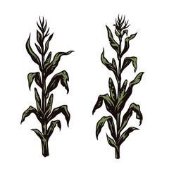 Green corn plants © DGIM studio