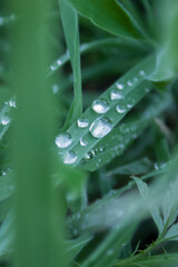 Close view of green leaves with drops of water. Fresh morning dew.