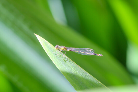 Eine Kleinlibelle sitzt auf der Spitze eines Blattes der Wasserlile.