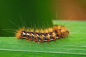 Die Schmetterlings Raupe eines Goldafters, Falters.