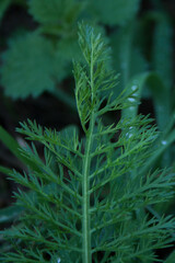 Close view of green leaves with drops of water. Fresh morning dew.