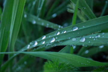 Close view of green leaves with drops of water. Fresh morning dew.