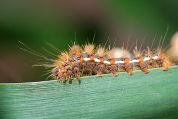 Die Schmetterlings Raupe eines Goldafters, Falters.