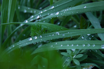 Close view of green leaves with drops of water. Fresh morning dew.