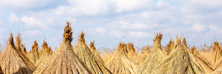 Web banner of reed bundles, agriculture, rural, harvesting concept