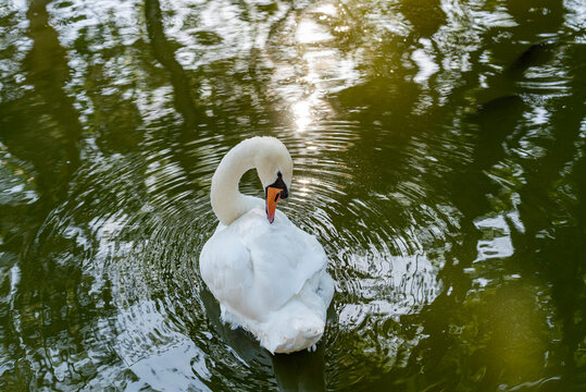 a white swan swims on a lake