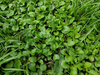 Green leaves of large plantain, for medicinal collection. Close-up photo in sunny, summer weather from Belarus.  © Aliaksei Zverkou