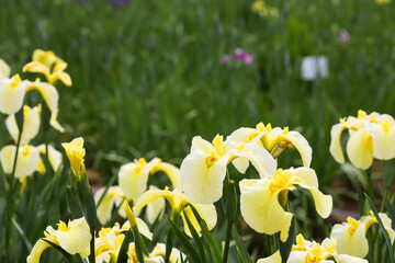 公園の花菖蒲　千葉県袖ケ浦市　日本