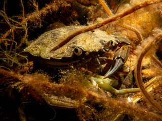 A close-up picture of a crab among seaweed. Picture from The Sound, between Sweden and Denmark