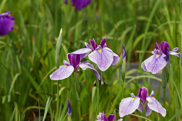 公園の花菖蒲　千葉県袖ケ浦市　日本