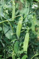 Fototapeta premium Fresh pods of young green peas on the branches. Garden plants. 