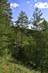 Pine forest on the slopes of Mount Vakutin stone.