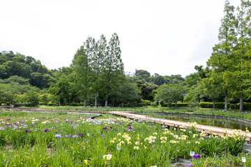 菖蒲の花が咲いている公園の風景　千葉県袖ケ浦市　日本