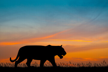 illustration of tiger silhouette at sunset