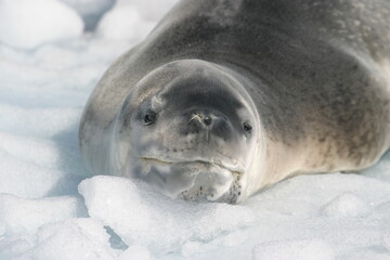 Seal close up