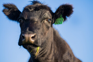 Cow with tag looking at camera