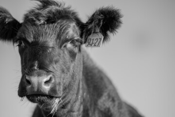 Angus Cow and Steer in Australia.